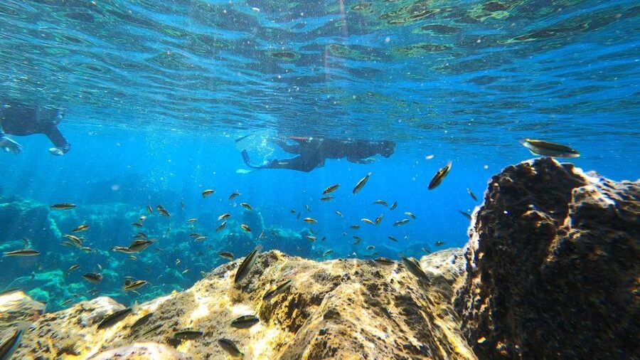 Tenerife: Snorkeling Tour in a Marine Protected Area - Is $45 a fair price?