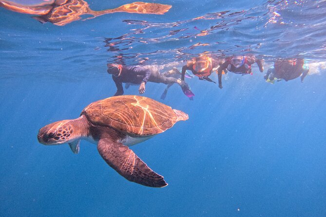 Tenerife Snorkeling Tour in turtle habitat - Key things to know before you book