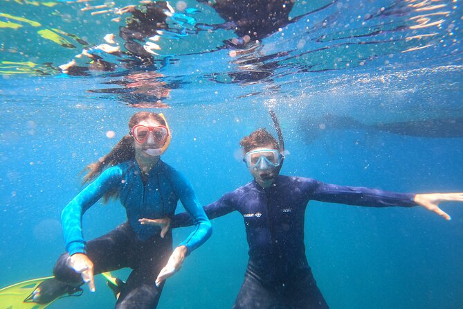 Tenerife Snorkeling Tour in turtle habitat - The return trip and possible dolphins