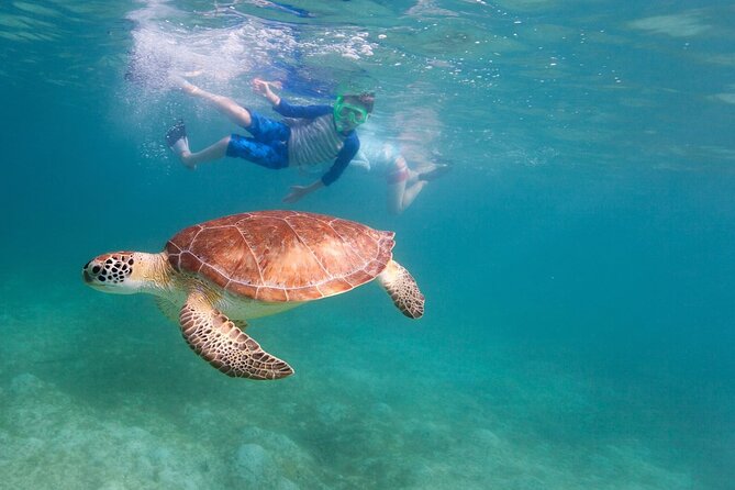 Tenerife Snorkeling Tour in turtle habitat - Equipment, comfort, and what to pack