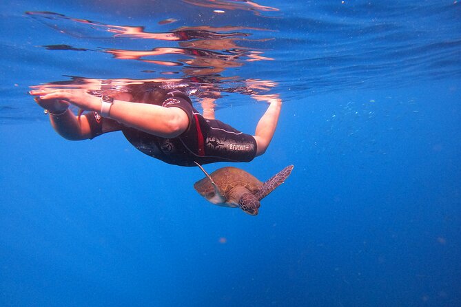 Tenerife Snorkeling Tour in turtle habitat - Is $54.07 good value?