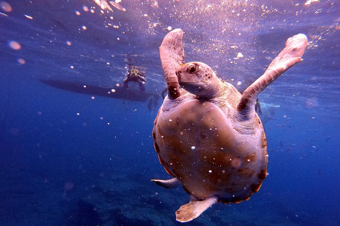 Tenerife Snorkeling Tour in turtle habitat - Weather, waves, and choosing your day