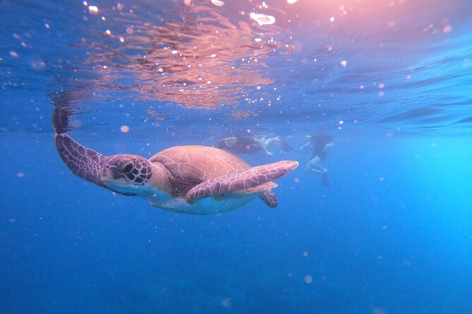 Tenerife Snorkeling Tour in turtle habitat - Who should book this snorkeling trip?
