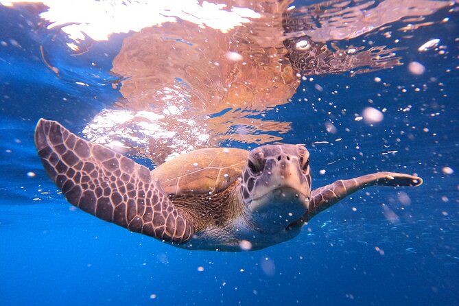 Tenerife Snorkeling Tour in turtle habitat - Guides who make nervous swimmers feel safe