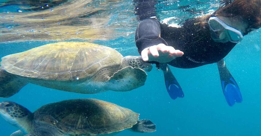 Tenerife: Snorkeling Trip in a Turtle Habitat - A small boat trip with a real wildlife chance