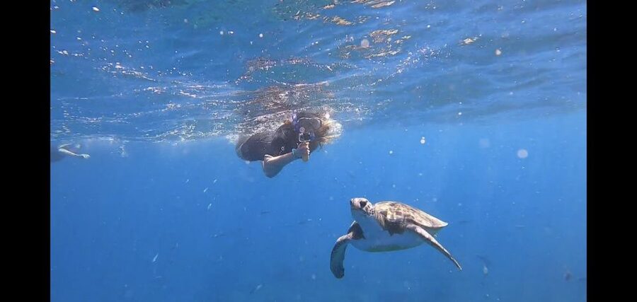 Tenerife: Snorkeling Trip in a Turtle Habitat - The 30-minute safety briefing