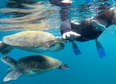 Snorkeling Trip in a Turtle Habitat