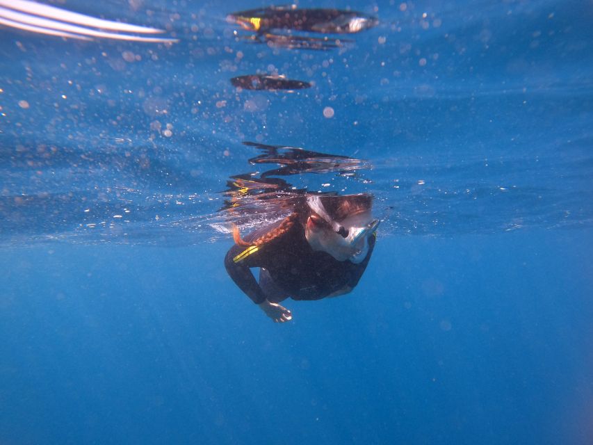 Tenerife: Snorkeling Trip in a Turtle Habitat - What the $41 price really covers