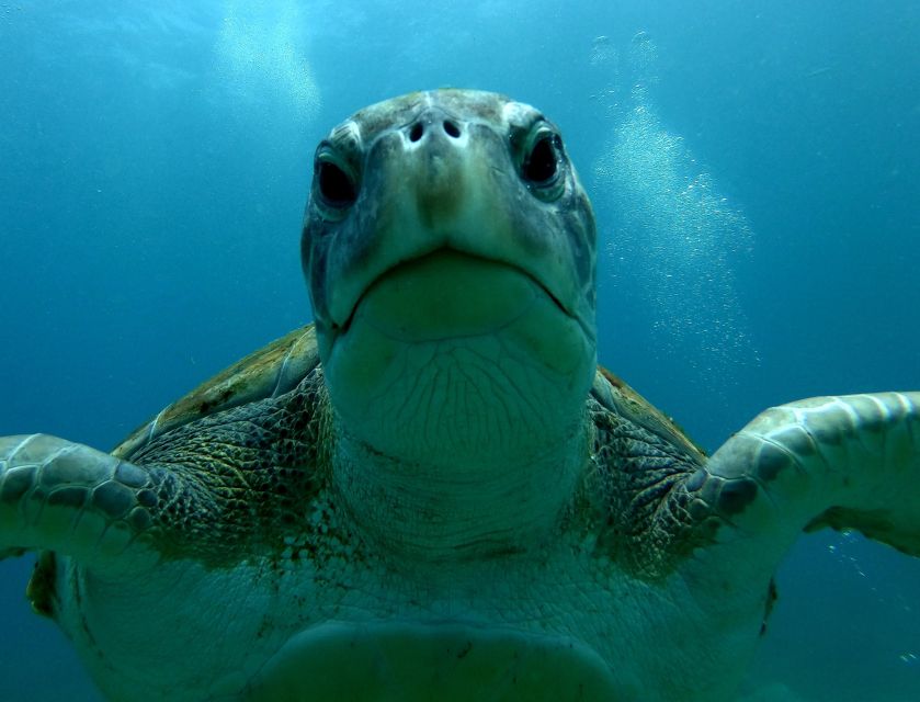 Tenerife: Snorkeling Trip in a Turtle Habitat - Who will enjoy this most