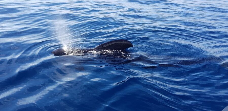 Tenerife: South Island Boat-Trip and Sea Excursion - Should you book the Barco 33 boat trip?