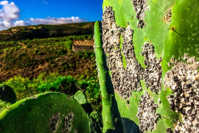 Tenerife South Private Tour: Secrets of the Volcanoes - Who should book this South Tenerife tour?