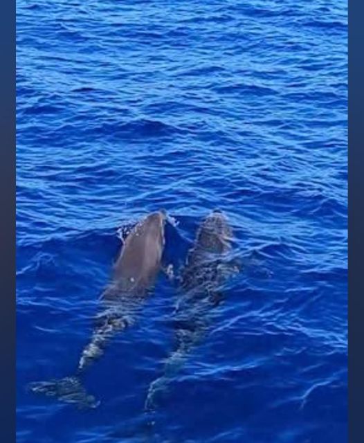 Tenerife: Sunset Catamaran Tour with Transfer, Buff & Drinks - From Puerto Colón into Tenerife’s whale country
