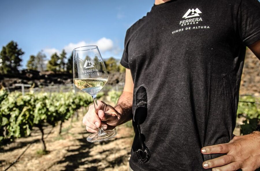 Tenerife: Tour of an Organic Vineyard with Tasting & Snacks - Key Points Before You Book
