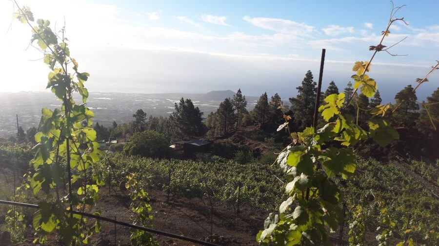 Tenerife: Tour of an Organic Vineyard with Tasting & Snacks - Walking Among Old Organic Vines