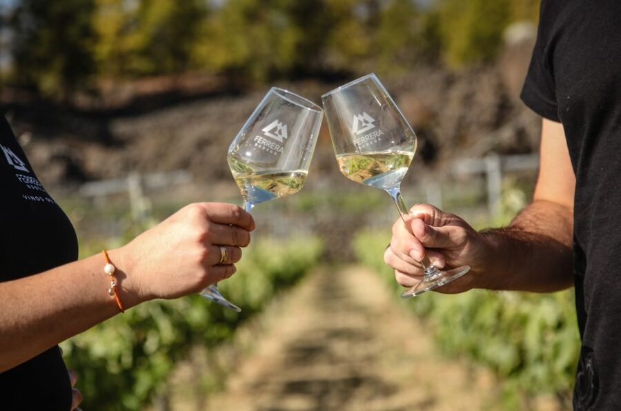 Tenerife: Tour of an Organic Vineyard with Tasting & Snacks - Should You Book Bodegas Ferrera?