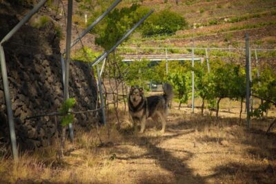 Tour of an Organic Vineyard with Tasting & Snacks