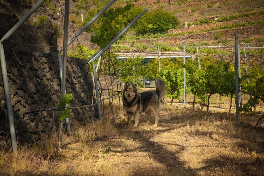 Tenerife: Tour of an Organic Vineyard with Tasting & Snacks - How the Wine Is Made