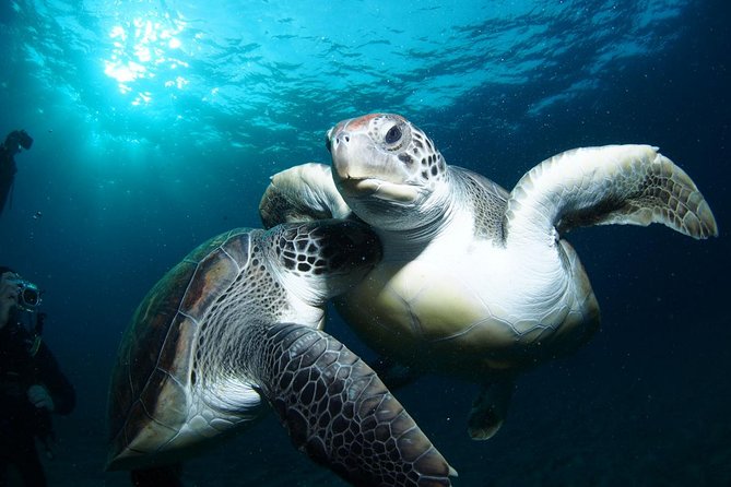 Tenerife Turtle and Snorkel Tour from Costa Adeje - Key points before you book