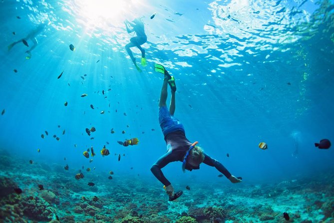 Tenerife Turtle and Snorkel Tour from Costa Adeje - What the Costa Adeje turtle trip is really like