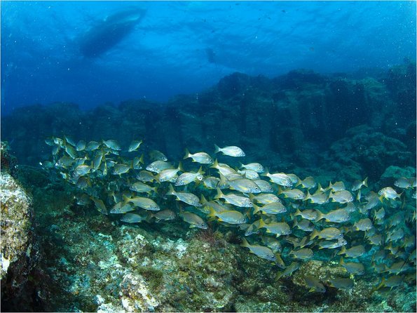 Tenerife Turtle and Snorkel Tour from Costa Adeje - Turtles, fish, rays, and the luck factor