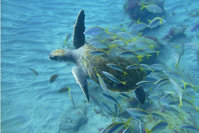 Tenerife Turtle and Snorkel Tour from Costa Adeje - Equipment, comfort, and safety