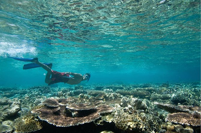 Tenerife Turtle and Snorkel Tour from Costa Adeje - Who should book this Costa Adeje outing?
