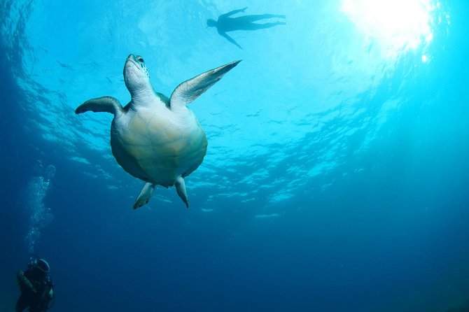 Tenerife Turtle and Snorkel Tour from Costa Adeje - Should you book it?