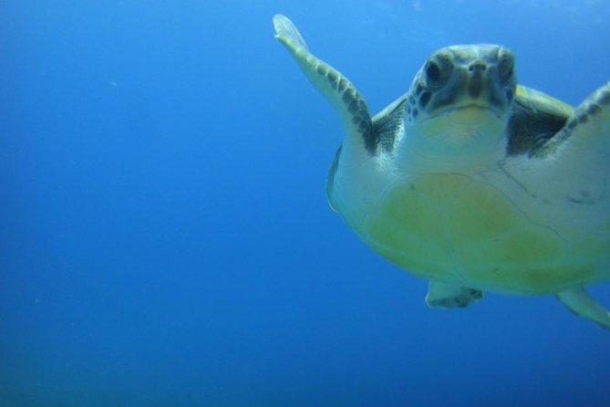 Tenerife Turtle and Snorkel Tour from Costa Adeje - The snorkeling cove near Palm Mar