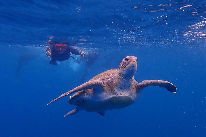 Tenerife: Turtle & Dolphin Kayak Tour with Snorkel & Wetsuit - Kayaking from Los Cristianos beneath the Guaza Mountains