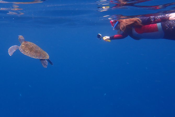 Tenerife: Turtle & Dolphin Kayak Tour with Snorkel & Wetsuit - Is the $42.33 price good value?