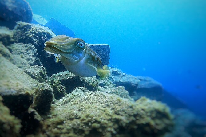 Tenerife Under The Sea - dive into 1-1 personalised experience - A private start instead of a crowded group