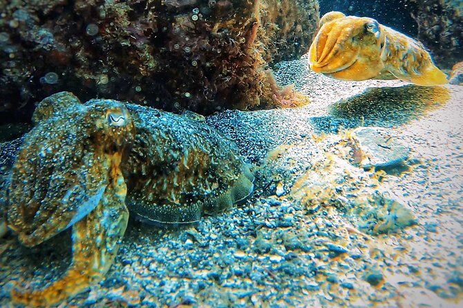 Tenerife Under The Sea - dive into 1-1 personalised experience - Why the private format changes the experience