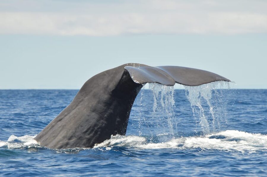 Tenerife: Whale and Dolphin Watching Boat Tour - Key points before you book
