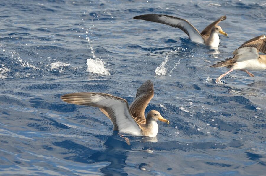 Tenerife: Whale and Dolphin Watching Boat Tour - Should you book the Whale Express tour?