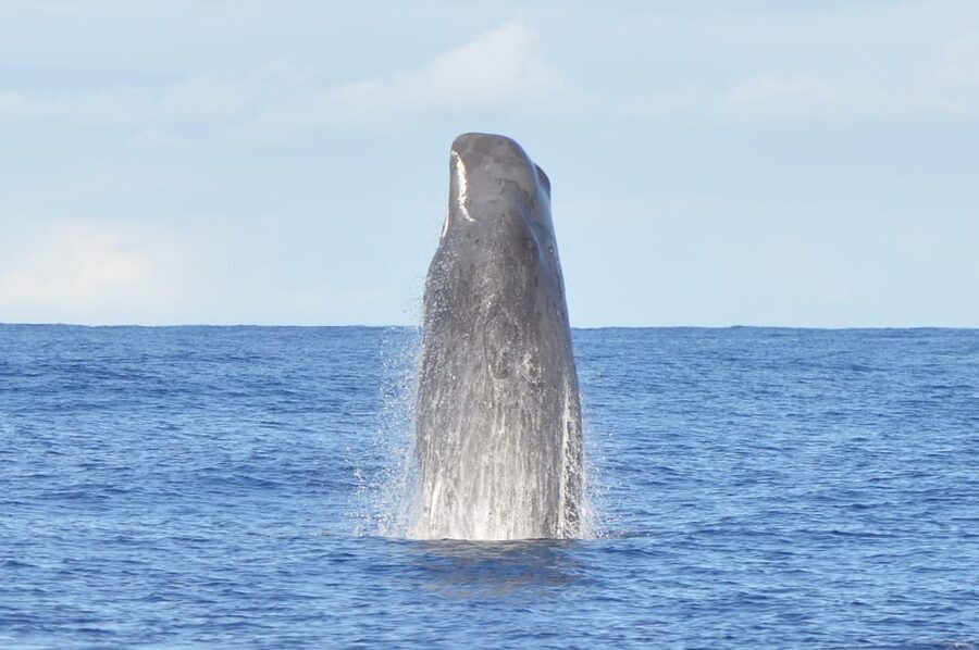 Tenerife: Whale and Dolphin Watching Boat Tour - Setting out from Puerto Colon