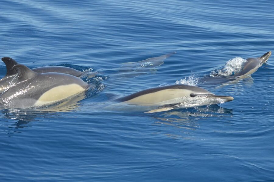 Tenerife: Whale and Dolphin Watching Boat Tour - Watching whales and dolphins responsibly