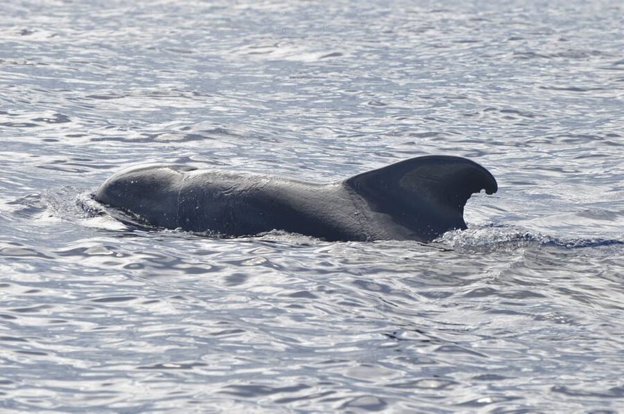 Tenerife: Whale and Dolphin Watching Boat Tour - What the small group changes