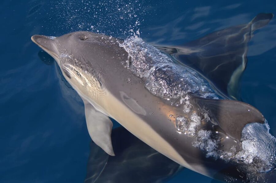 Tenerife: Whale and Dolphin Watching Boat Tour - Comfort, access, and the open sea