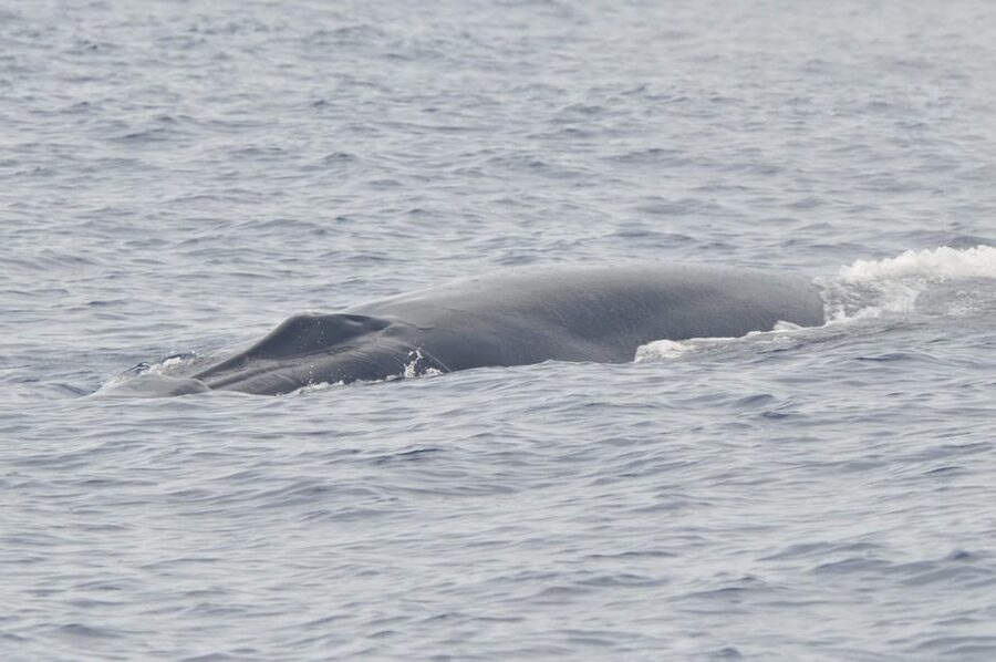 Tenerife: Whale and Dolphin Watching Boat Tour - How much value do you get for $53?