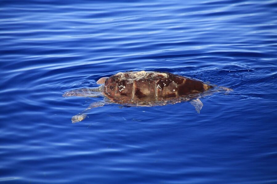 Tenerife: Whale and Dolphin Watching Boat Tour - Who will enjoy this trip most