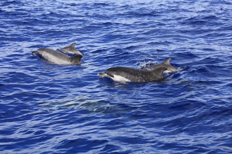 Tenerife: Whale and Dolphin Watching Boat Tour - Booking details that matter