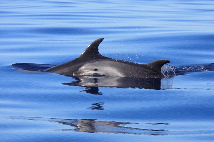 Tenerife: Whale and Dolphin Watching Boat Tour - Two hours on the water