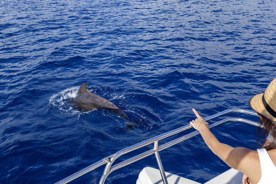 Tenerife: Whale and Dolphin Watching Tour by Sailboat - Key points to know before booking