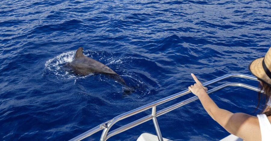 Tenerife: Whale and Dolphin Watching Tour by Sailboat - A small boat with a relaxed mood