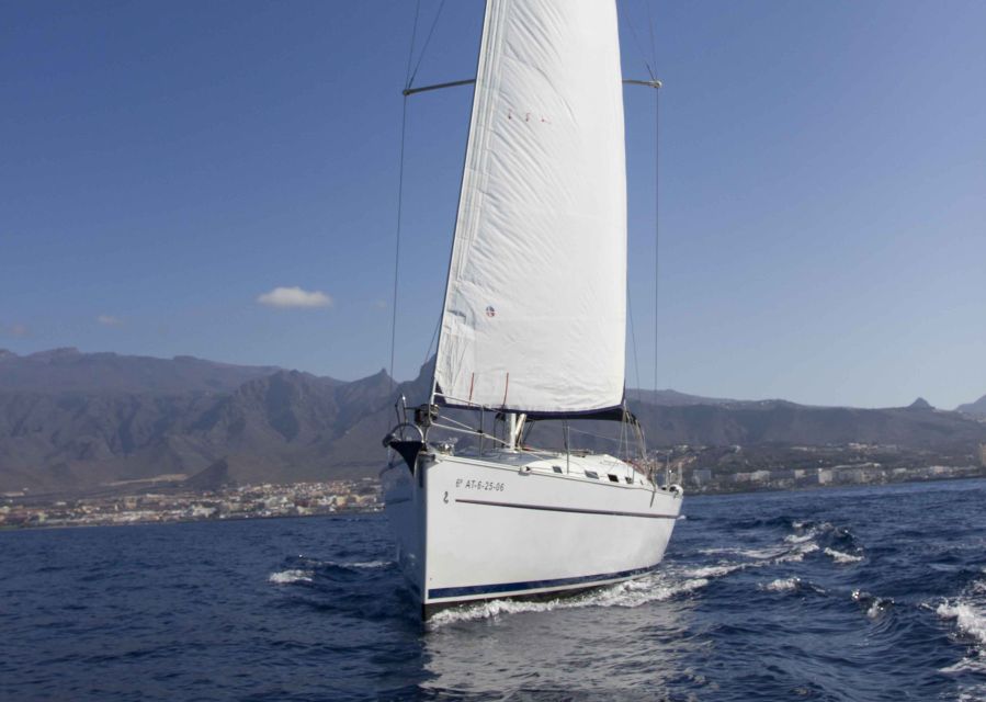 Tenerife: Whale and Dolphin Watching Tour by Sailboat - Watching whales and dolphins off Costa Adeje