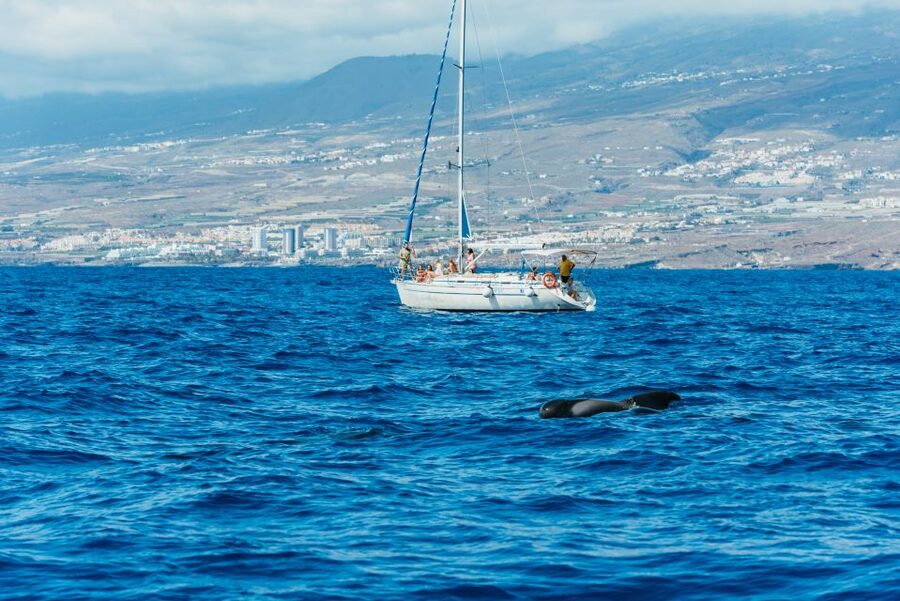 Tenerife: Whale & Dolphin Watching with Drinks and Snacks - Should you book it?
