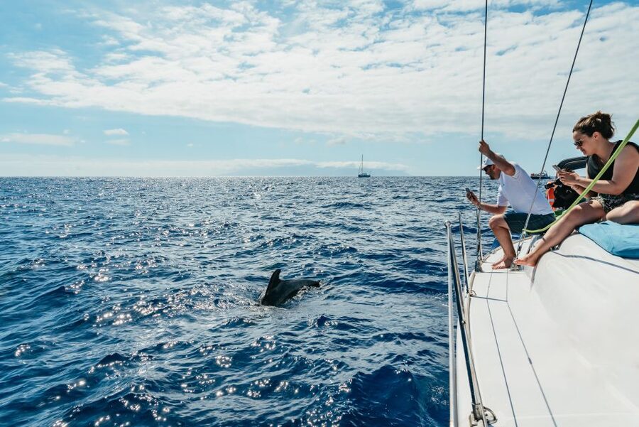 Tenerife: Whale & Dolphin Watching with Drinks and Snacks - Searching for pilot whales and dolphins