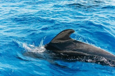 Whale & Dolphin Watching with Drinks and Snacks