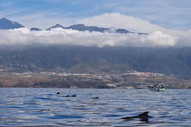 Tenerife Whale Watching and Snorkeling Yacht Trip - Playa del Puertito and the 30-minute water stop