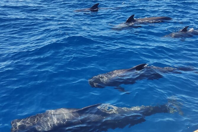 Tenerife Whale Watching and Snorkeling Yacht Trip - Daytime or sunset: choosing the right mood